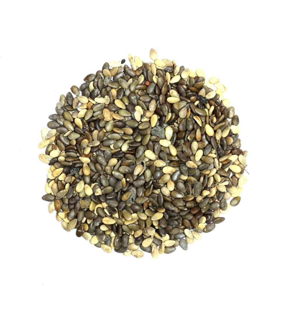 Indrayan ka Beenj | Tumba Seeds | Citrullus colocynthis Seeds