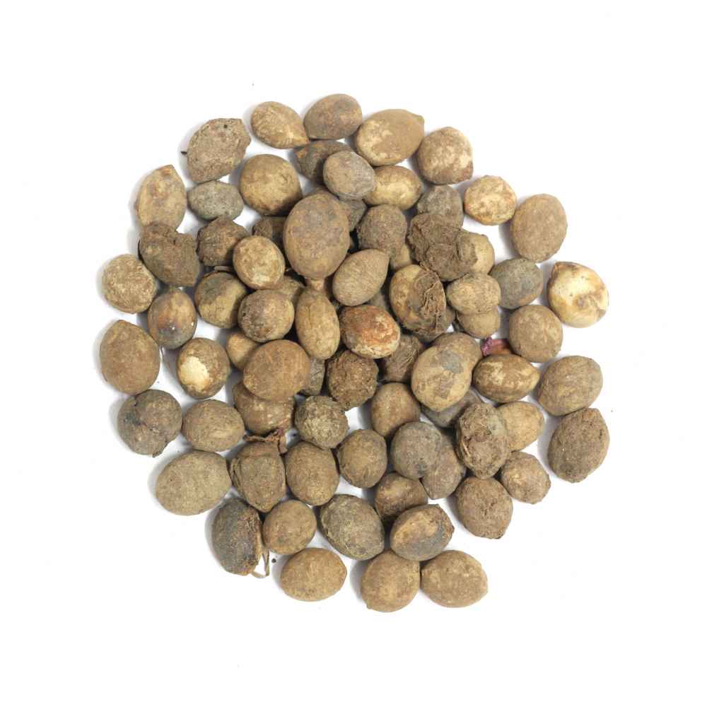 Zaitun Beej | Olive Seeds