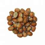 Findak | Hazelnut with shell | Corylus avellana Linn.